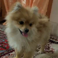 سگ پامرانین نر اصل