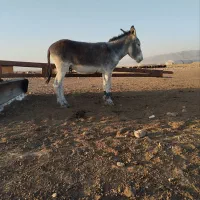 الاغ|حیوانات مزرعه|فریمان, |دیوار