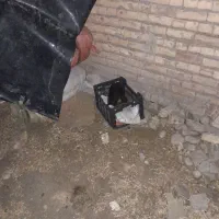 مرغ کرک تخت آماده جوجه گیری