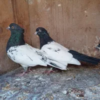 فروش دو کبوتر سینه ای وکله ای|پرنده|بم, |دیوار