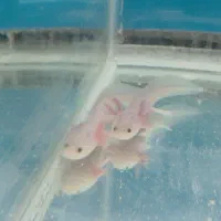 ماهی گوشتخوار|ماهی|الوند, |دیوار