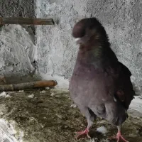 تعدادی کبوتر فروشی|پرنده|گرگان, |دیوار