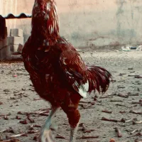 خروس لاری ابرش درشت