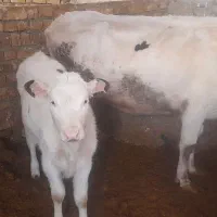 گاو و گوساله