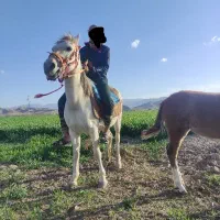 مادیون باکره