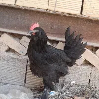 خروس