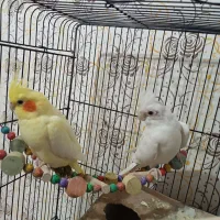 یک جفت عروس هلندی کاملا سالم و زرنگ