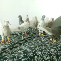 جوجه دم سفید