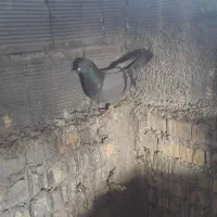 سبز پاکستانی نر