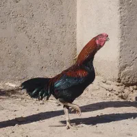 جوجه لاری اصیل افغان بوقلمون قوغاز