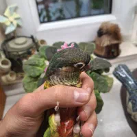 گرینچیک دستی|پرنده|شیراز, فرهنگ شهر|دیوار