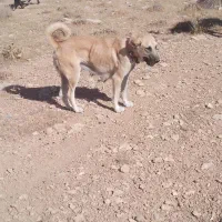 فروش سگ گله