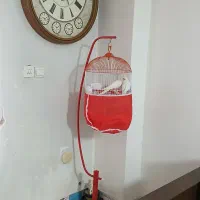 پرنده|پرنده|بومهن, |دیوار