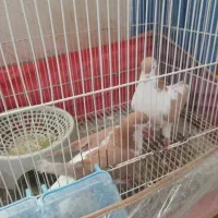 نرساده کلاغ دم سرخ خال سیاه دار