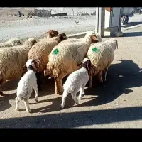 ده میش داشتی درجه یک