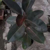 انواع گلهای تازه|گل و گیاه طبیعی|آستارا, |دیوار