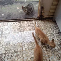 بچه گربه سه خواهر زیبا|گربه|رشت, حمیدیان|دیوار