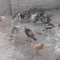 بوقلمون|حیوانات مزرعه|بهبهان, |دیوار