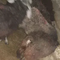 فروش 6راس بره نصف نر نصف ماده|حیوانات مزرعه|چیتاب, |دیوار