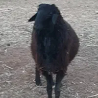 چوپان میخام