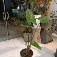 حراج گل بابا آدم تنه قرمز ارسال رایگان + هدیه|گل و گیاه طبیعی|مشهد, رستگار|دیوار