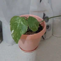 مانسترا تای برگ انجیری ابلق پتوس مرمری سینگنیوم|گل و گیاه طبیعی|تهران, خلیج فارس|دیوار