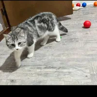 بچه گربه پرشین اسکاتیش