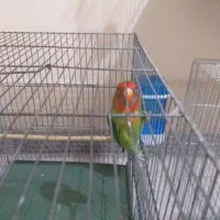 باسلام یه طوطی برزیلی نربفروش میرسد