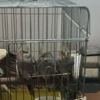 جوجه طوطی عروس