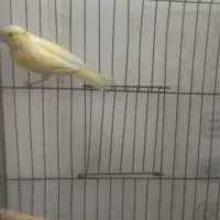 قناری ماده اماده.