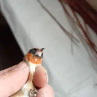 سره نر دوتا خال چونه  داره قد قواره دار