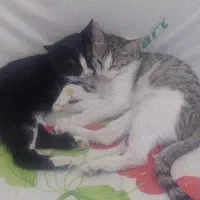 واگذاری توله گربه|گربه|الوند, |دیوار