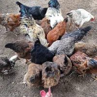 مرغ و خروس و بوقلمون و مرغابی