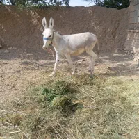 کره الاغ خر