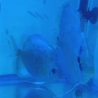 جفت سرحال دیسکس نژاد بلو کوبالت به شرط