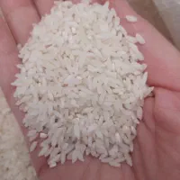 برنج چمپا