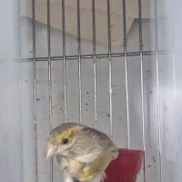 قناری ماده اوپال آماده آماده