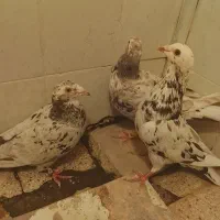 هفت‌رنگ خوشگل پرخال