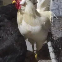 خروس گلین و مرغ چینی