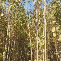 فروش نهالستان صنوبر درجه یک.|عمدهفروشی|میاندوآب, |دیوار