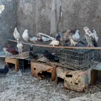 کبوتر
