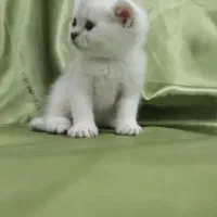 توله گربه های بریتیش|گربه|دزفول, |دیوار