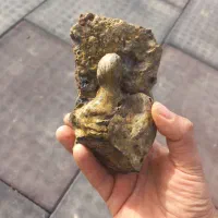 سلام فسیل چوب سنگی