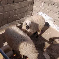 دو بره نر فروشی|حیوانات مزرعه|زابل, |دیوار