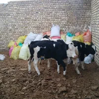 ۵راس گوساله ماده یک راس سمینتال ۴راس هولشتاین|حیوانات مزرعه|تاکستان, |دیوار