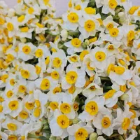 گل نرگس|گل و گیاه طبیعی|تهران, نارمک|دیوار