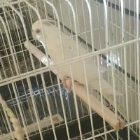 خریدو فروش پرندگان زینتی عروس.ملنگو گرینچیک برزیلی|پرنده|کرج, حصارک بالا|دیوار