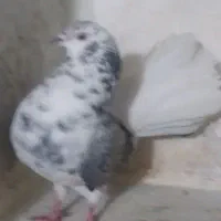 پشتار چتری|پرنده|تبریز, |دیوار