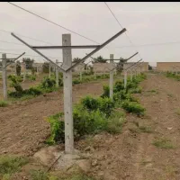 تولیدانواع پایه‌بتنی ‌پایه تاق انگوروسقف پیش ساخته|خدمات باغبانی و درختکاری|گناباد, |دیوار