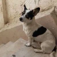 سگ گمشده|سگ|اهواز, کمپلو جنوبی|دیوار